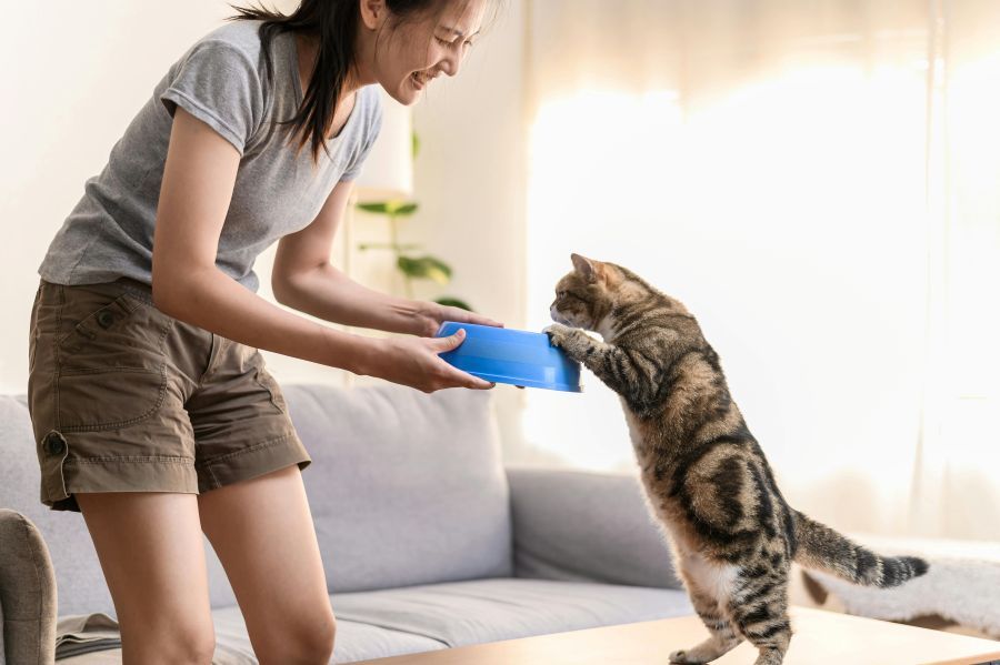 Woman feeding cat standing on a table with a blue food bowl